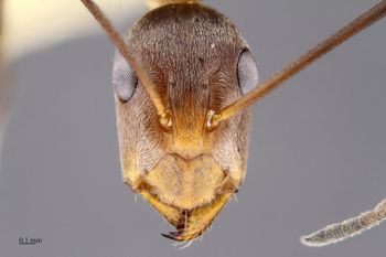 Media type: image;   Entomology 515675 Aspect: head frontal